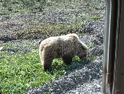 デナリ国立公園のグリズリー