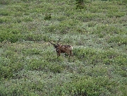 デナリ国立公園のカリブー