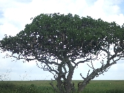 セレンゲティ国立公園ソーセージの木