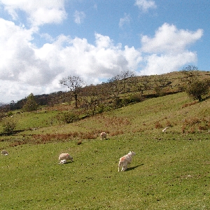 kosuititlephoto.jpg