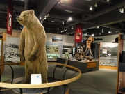 アラスカ大学博物館クマ
