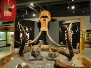 アラスカ大学博物館マンモス骨