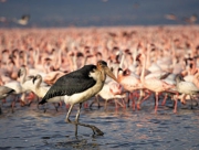 Nakuru.jpg