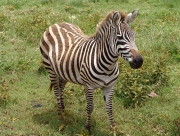 DSC04049.JPG